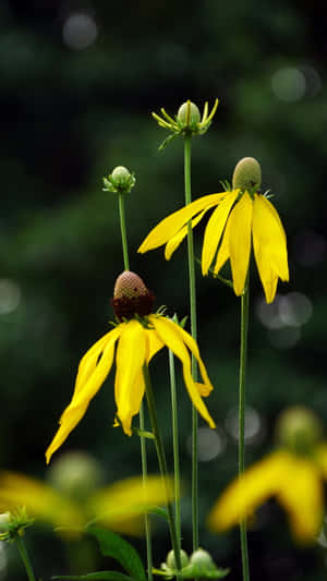 Captivating Yellow Coneflowers In Full Bloom Wallpaper