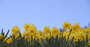 Captivating Yellow Daffodils In Full Bloom Wallpaper