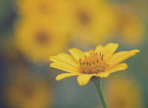 Captivating Yellow Daisy In Bloom Wallpaper