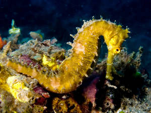 Captivating Yellow Seahorse Wallpaper