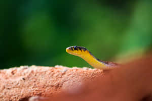 Captivating Yellow Snake Wallpaper