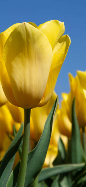 Captivating Yellow Tulips In Full Bloom Wallpaper