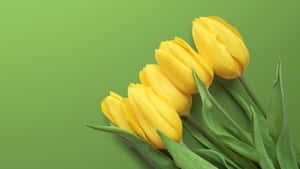 Captivating Yellow Tulips In Full Bloom Wallpaper