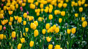 Captivating Yellow Tulips In Full Bloom Wallpaper