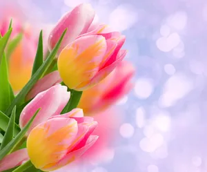 Captivating Yellow Tulips In Full Bloom Wallpaper