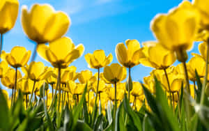 Captivating Yellow Tulips In Full Blossom Wallpaper