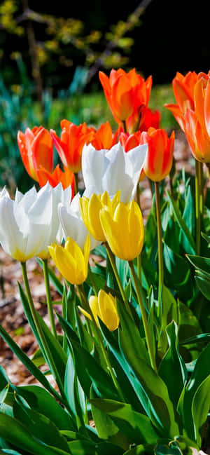 Captivating Yellow Tulips Wallpaper Wallpaper