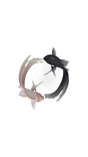 Captivating Yin Yang Fish Symbol Wallpaper