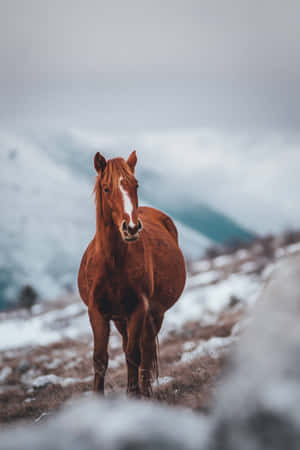 Capture The Beauty Of The Wild With This Stunning Horse Iphone 5 Wallpaper Wallpaper