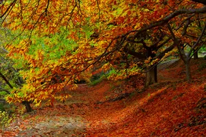 Capturing A Beautiful Glimpse Of Autumn Foliage In Its Full Red, Yellow, And Orange Glory. Wallpaper