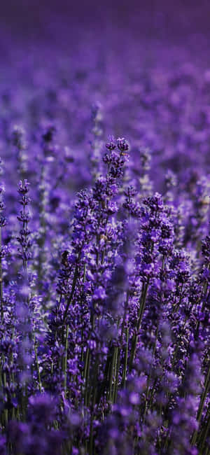 Capturing The Beauty Of Nature In The Spectacular Purples Of The Gorgeous Lavender Fields Wallpaper