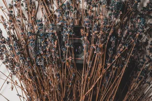 Capturing The Scent Of Lavender Wallpaper