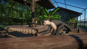 Capuchin Monkey Habitat Exploration Wallpaper