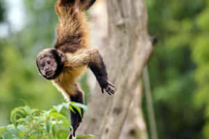 Capuchin Monkey Hanging From Tree Wallpaper