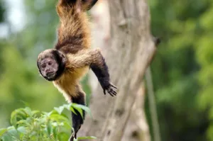 Capuchin Monkey Hanging From Tree Wallpaper