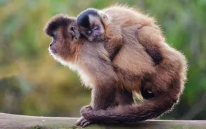 Capuchin Monkey Motherand Baby Wallpaper