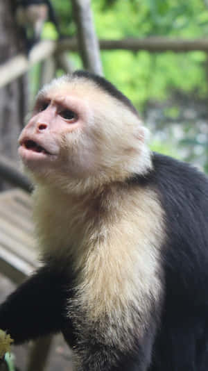 Capuchin Monkey Portrait Wallpaper