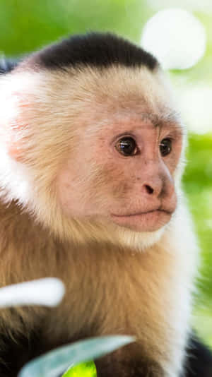 Capuchin Monkey Portrait Wallpaper