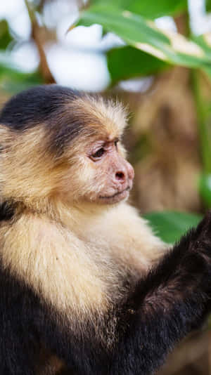 Capuchin Monkey Profile Portrait Wallpaper