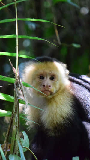 Capuchin Monkeyin Natural Habitat.jpg Wallpaper