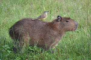 Capybara And Cattle Tyrant Wallpaper