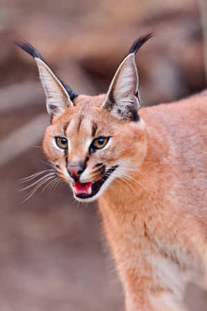 Caracal Cat Portrait Wallpaper