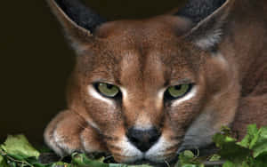 Caracal Cat Resting Wallpaper