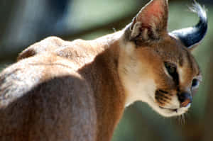 Caracal Cat Side Profile Wallpaper