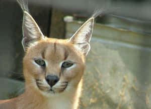 Caracal Cat Staring Intently.jpg Wallpaper