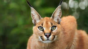 Caracal Close Up Portrait Wallpaper