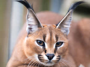 Caracal Close Up Portrait Wallpaper