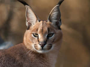 Caracal Close Up Portrait Wallpaper