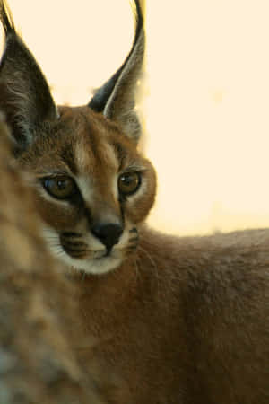 Caracal Close Up Portrait Wallpaper