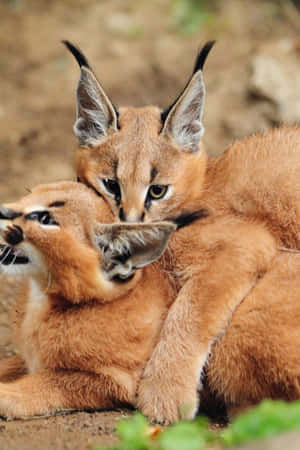 Caracal Cubs Playful Moment.jpg Wallpaper