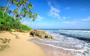 Caribbean Beach Palm Trees Wallpaper