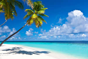 Caribbean Paradise Beach Wallpaper