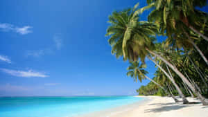 Caribbean Paradise Beach Wallpaper