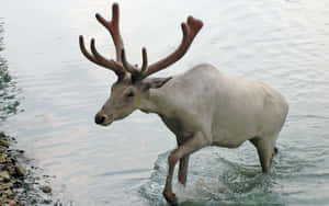 Caribou Crossing River Wildlife Scene Wallpaper