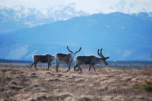 Caribou Herd Mountain Backdrop Wallpaper