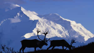 Caribou Silhouettes Against Mountain Backdrop Wallpaper