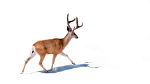 Caribou Walkingin Snow Wallpaper