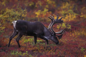 Caribouin Autumn Tundra Wallpaper