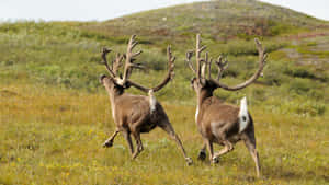 Caribouin Tundra Wildlife Wallpaper