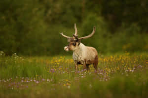 Caribouin Wildflower Meadow Wallpaper