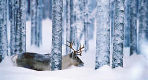 Caribouin Winter Forest Wallpaper