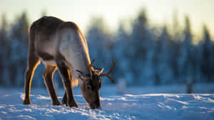 Caribouin Winter Wonderland Wallpaper