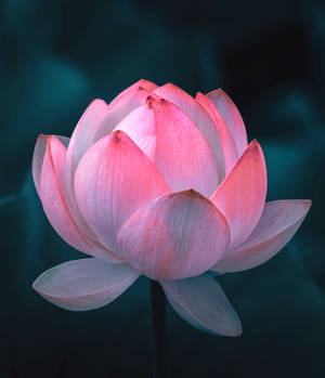 Carolina Queen Lotus Flower Wallpaper