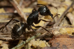 Carpenter Ant Carrying Food Wallpaper