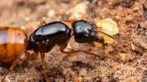 Carpenter Ant Carrying Larvae Wallpaper