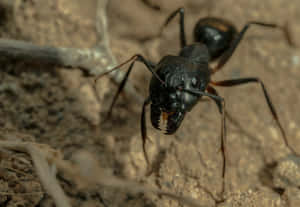 Carpenter Ant Close Up Wallpaper